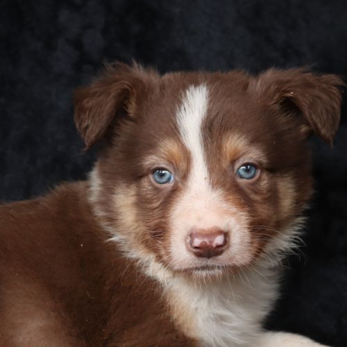 Border collie non lof #2