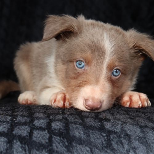 Border collie non lof #3