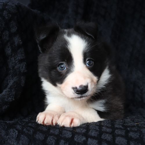 Border collie non lof #4