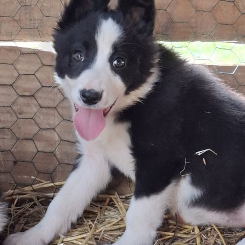 Border collie non lof