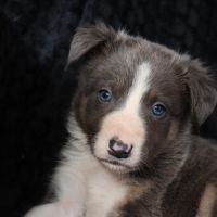 Border collie non lof