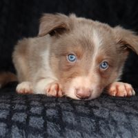 Border collie non lof #3