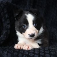 Border collie non lof #4
