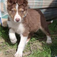 Border collie non lof