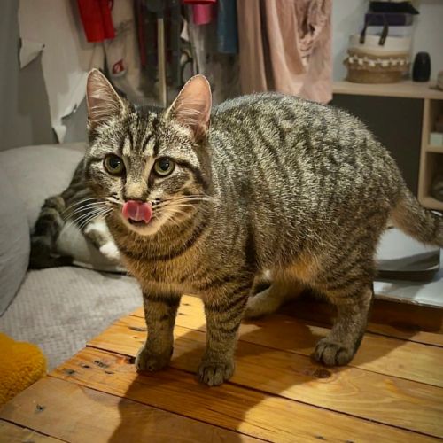 Junior gourmande-tia #2