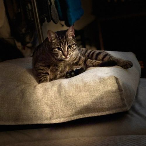 Junior gourmande-tia #4