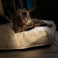 Junior gourmande-tia #4