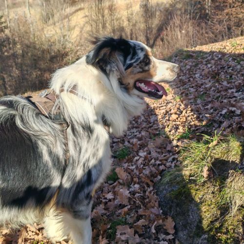 Berger australien lof recherche sa famille #1