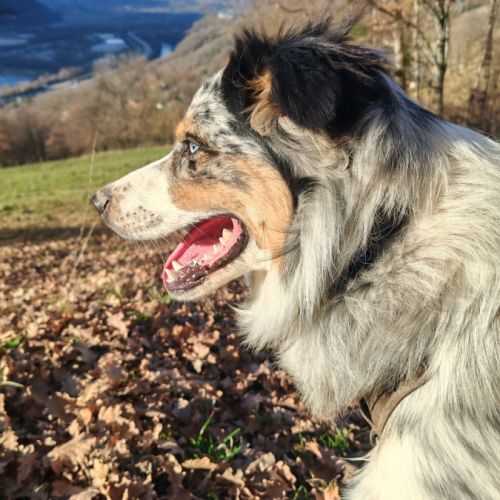 Berger australien lof recherche sa famille #2