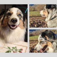 Berger australien lof recherche sa famille