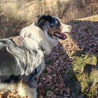 Berger australien lof recherche sa famille #1