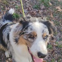 Berger australien lof recherche sa famille