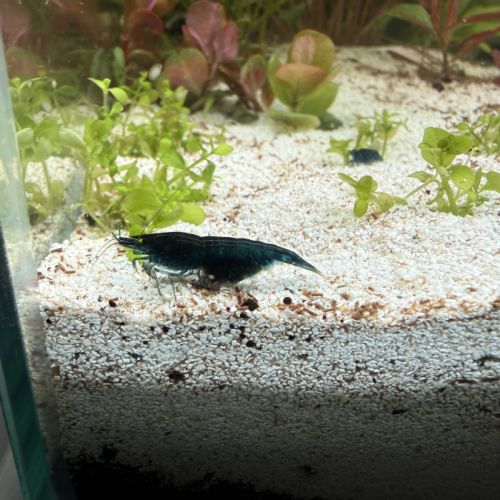 Crevette neocaridina #1