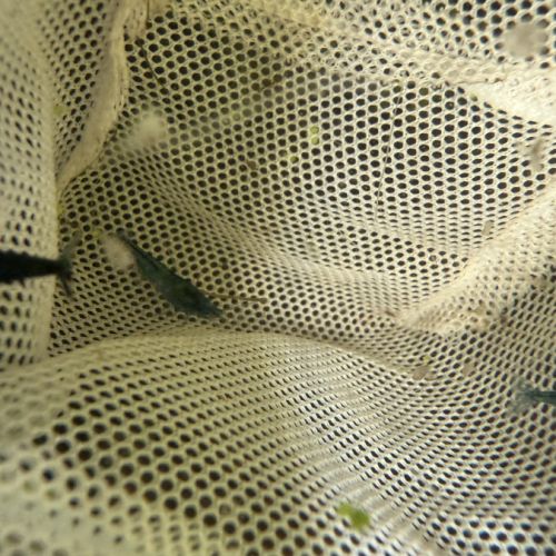 Crevette neocaridina #2