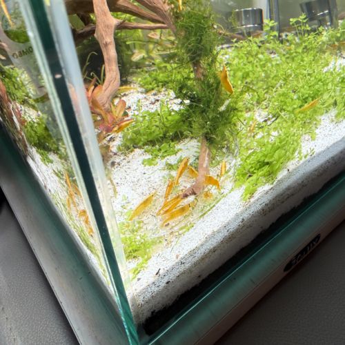 Crevette neocaridina #0