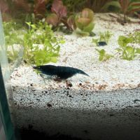 Crevette neocaridina #1