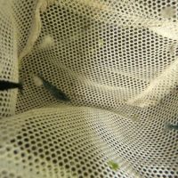 Crevette neocaridina #2