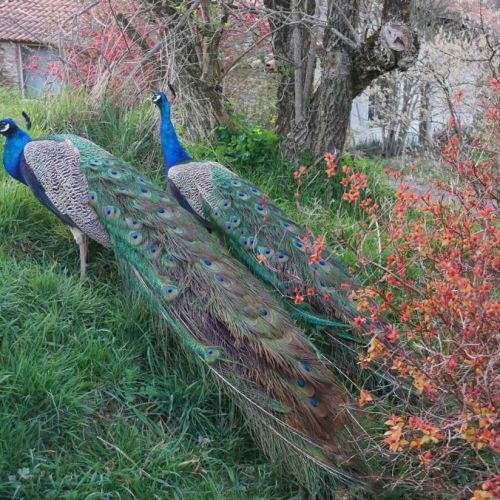 Jeunes paons bleus nés printemps 2025 #1