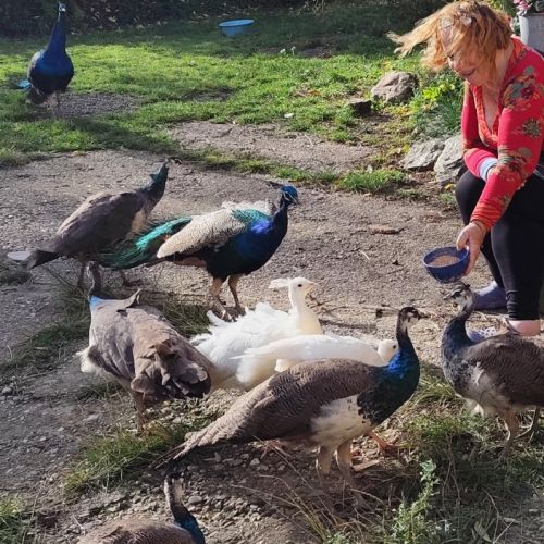 Jeunes paons bleus nés printemps 2025 #2