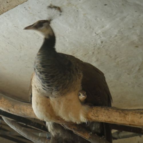 Jeunes paons bleus nés printemps 2025 #3