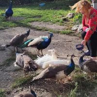 Jeunes paons bleus nés printemps 2025 #2