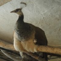 Jeunes paons bleus nés printemps 2025 #3