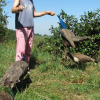 Jeunes paons bleus nés printemps 2025 #4