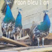 Jeunes paons bleus nés printemps 2025