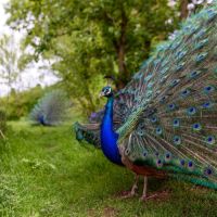 Jeunes paons bleus nés printemps 2025 #6