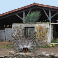 Jeunes paons bleus nés printemps 2025 #7