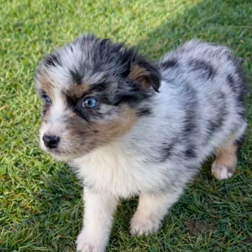 A reserver chiots bergers australiens lof #1