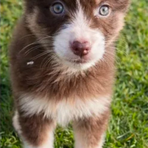 A reserver chiots bergers australiens lof