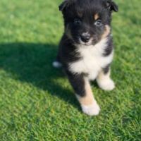 A reserver chiots bergers australiens lof #3