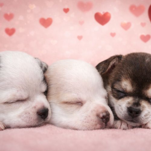 Chiot chihuahua à réserver #1