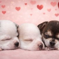 Chiot chihuahua à réserver #1