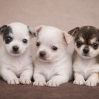 Chiot chihuahua à réserver #0