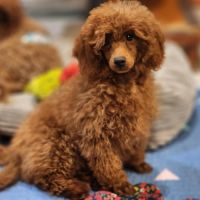 Athos et appy, caniche nain #1