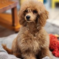 Athos et appy, caniche nain