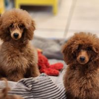 Athos et appy, caniche nain #3