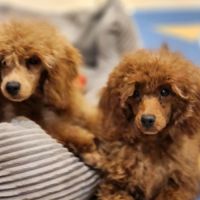 Athos et appy, caniche nain #4