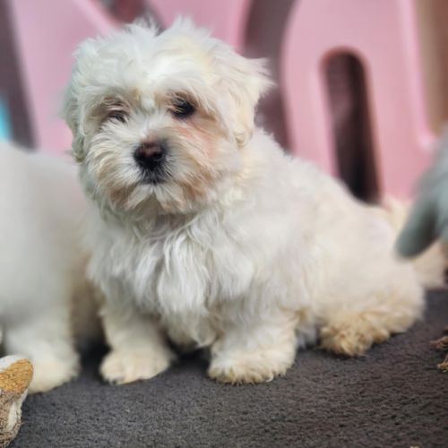 Chiots coton de tuléar lof