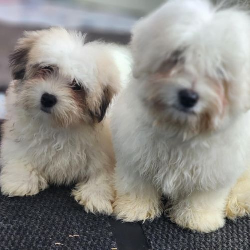 Chiots coton de tuléar lof #3