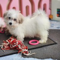 Chiots coton de tuléar lof #2