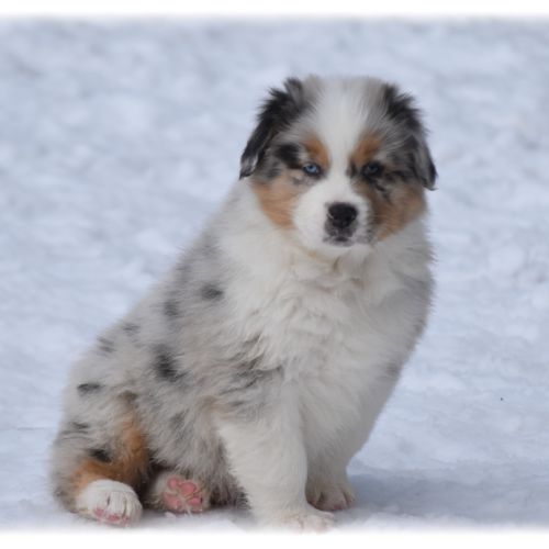Magnifique chiot berger australien lof