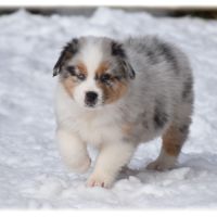 Magnifique chiot berger australien lof #2