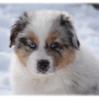 Magnifique chiot berger australien lof #3