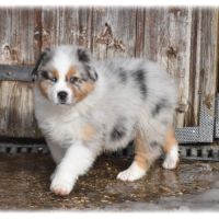 Magnifique chiot berger australien lof #4