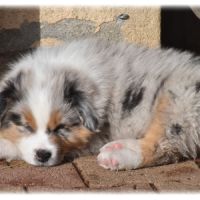 Magnifique chiot berger australien lof #5