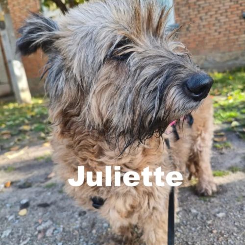 Juliette se trouve dans un refuge en ukraine #3