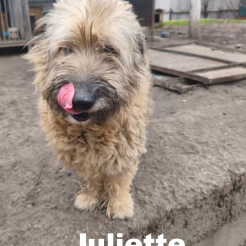 Juliette se trouve dans un refuge en ukraine